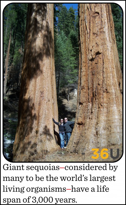 Sequoia10.12.15Final